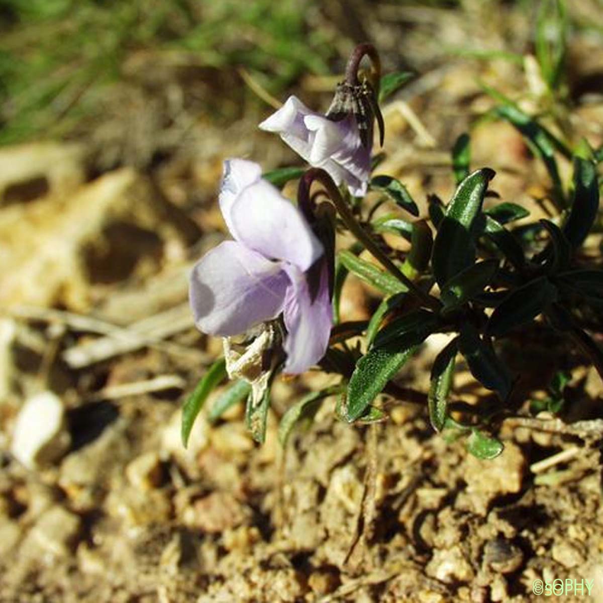 Violette ligneuse - Viola arborescens