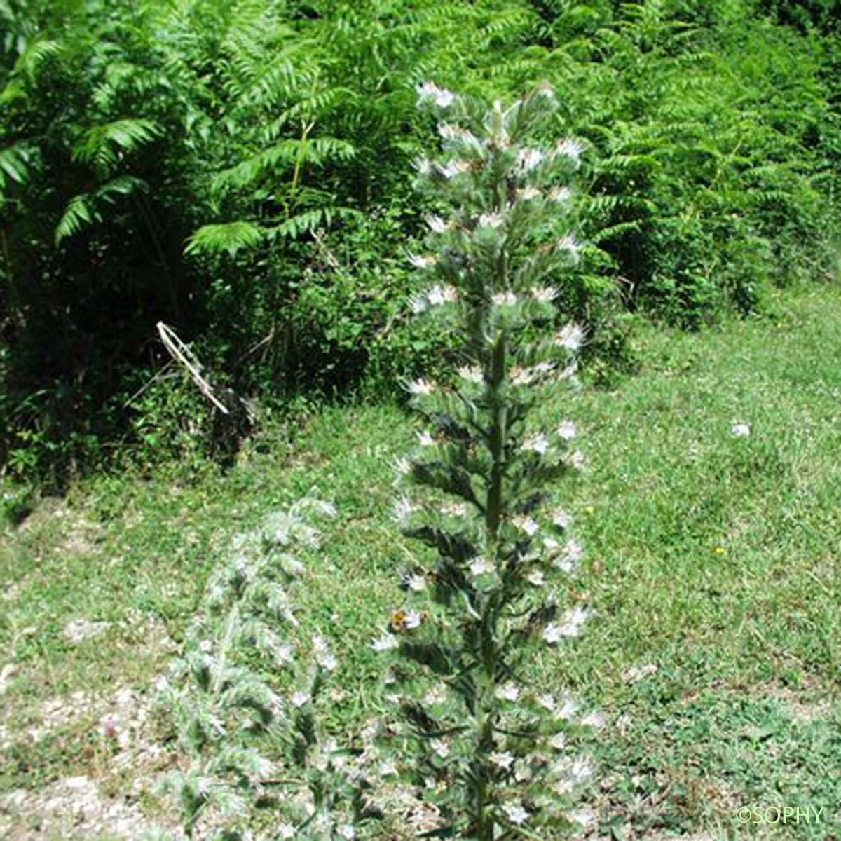 Vipérine d'Italie - Echium italicum subsp. italicum