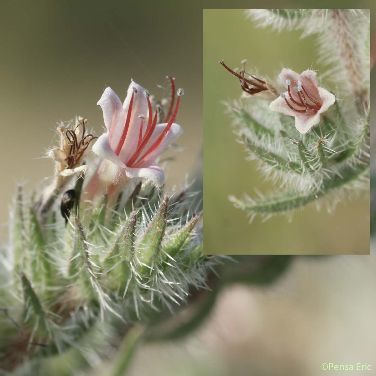 Vipérine des Pyrénées - Echium asperrimum