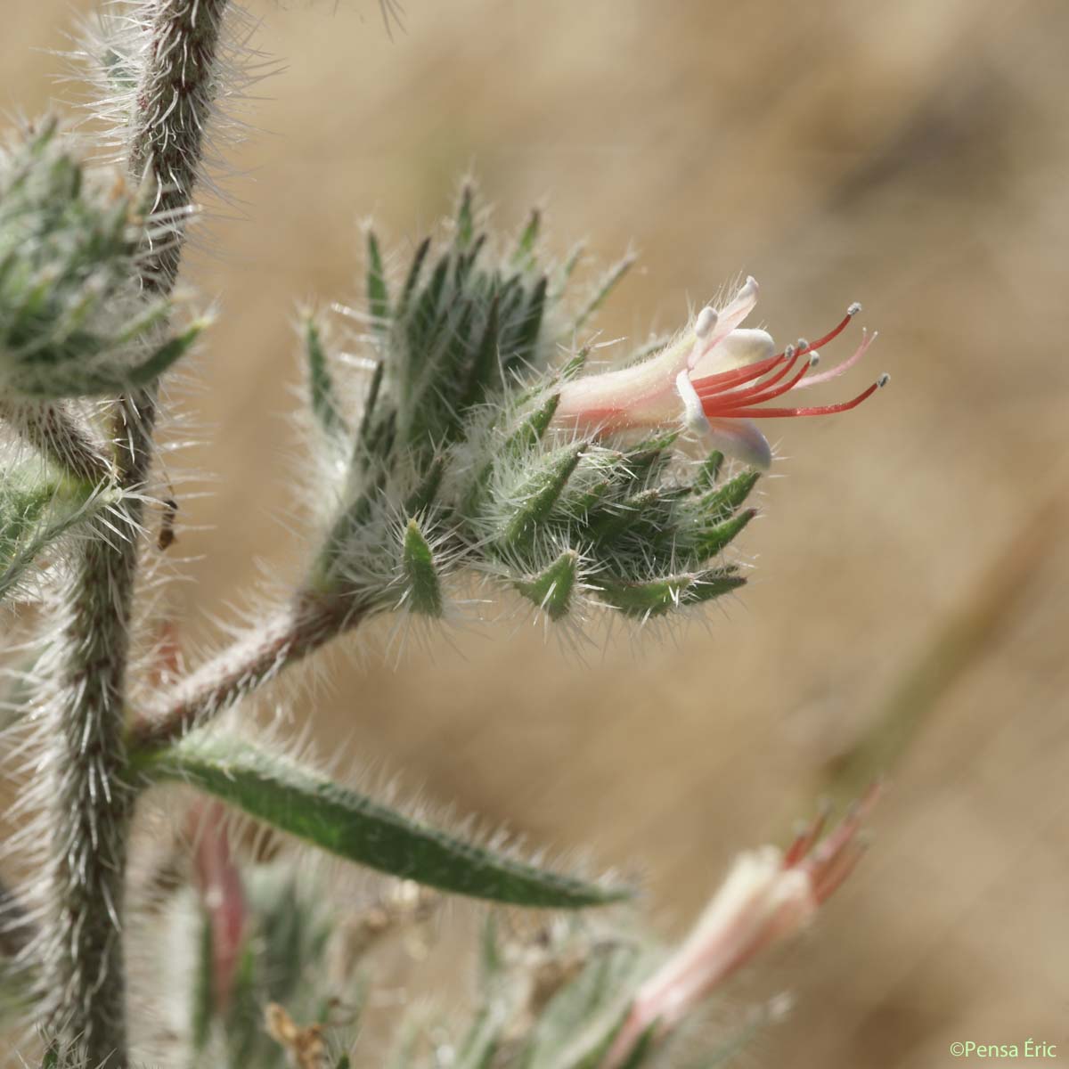 Vipérine des Pyrénées - Echium asperrimum