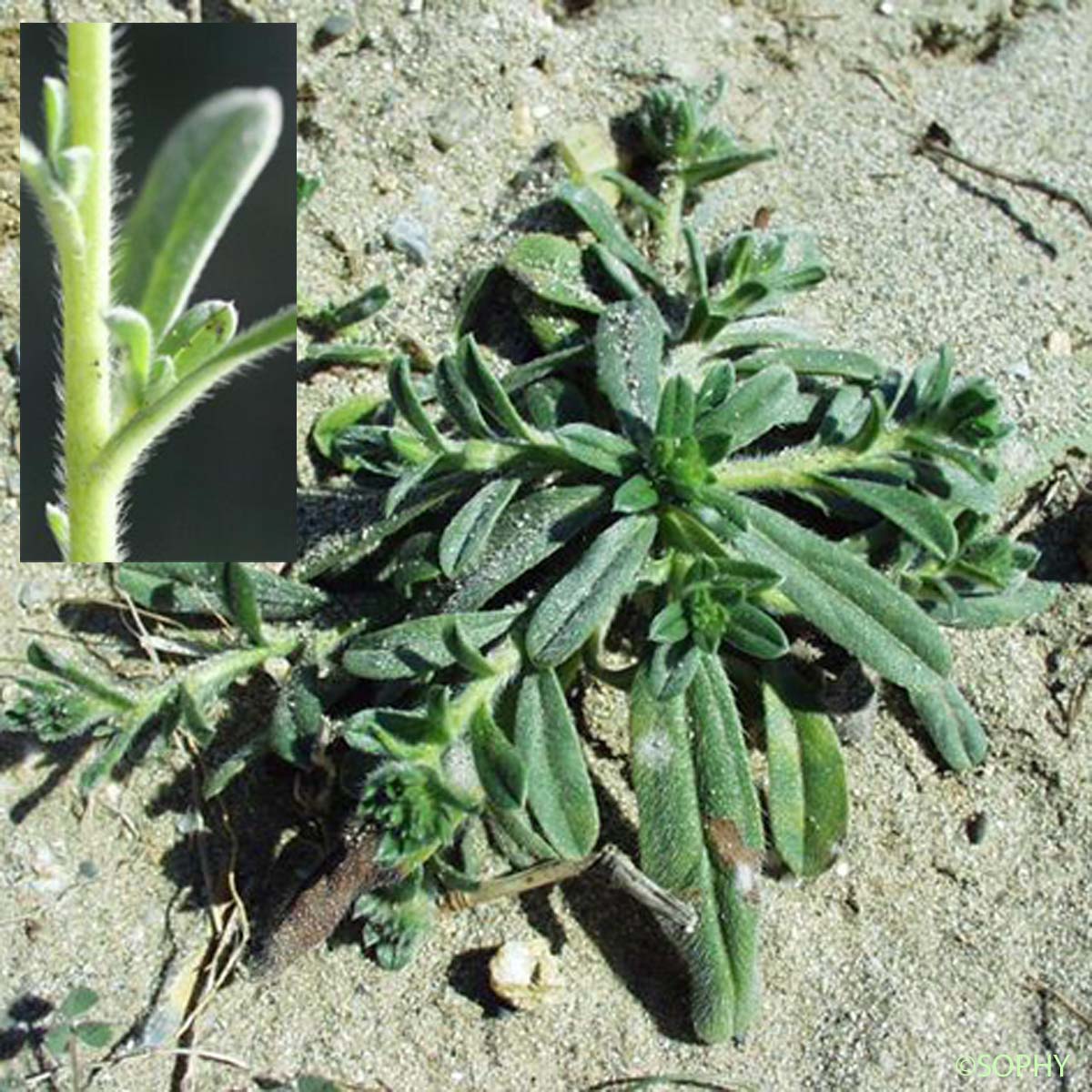 Vipérine des sables - Echium arenarium