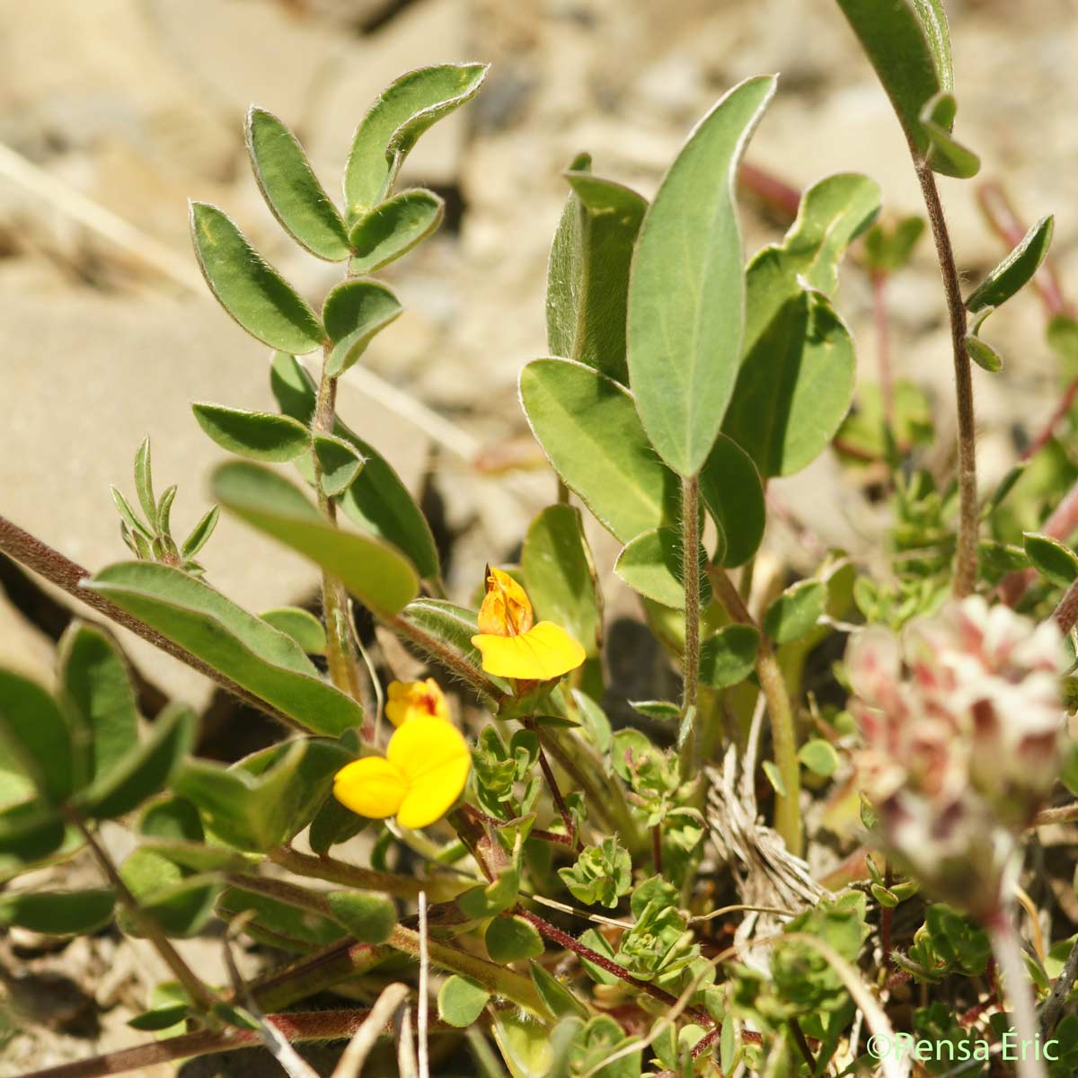 Vulnéraire - Anthyllis vulneraria subsp. vulneraria
