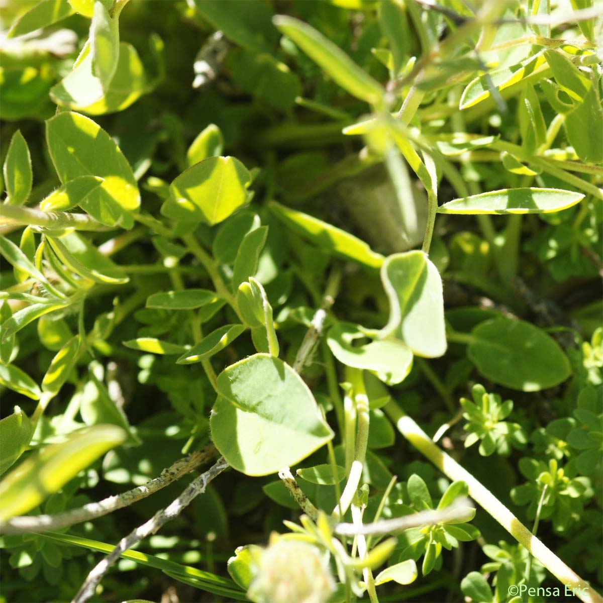 Vulnéraire alpestre - Anthyllis vulneraria subsp. alpestris