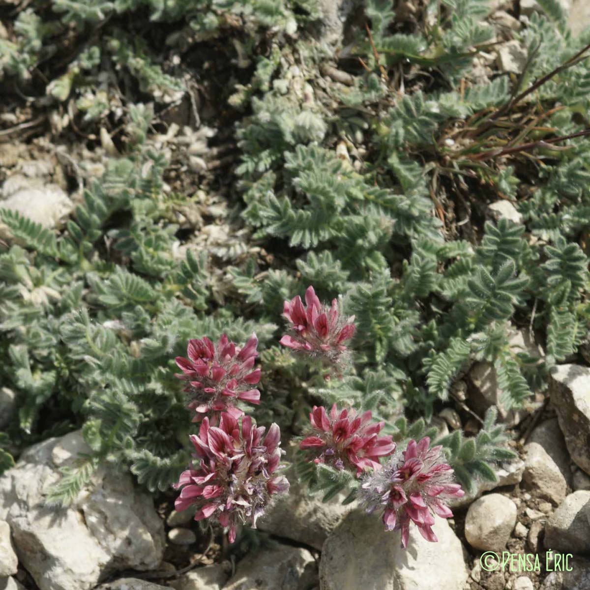 Vulnéraire des montagnes - Anthyllis montana