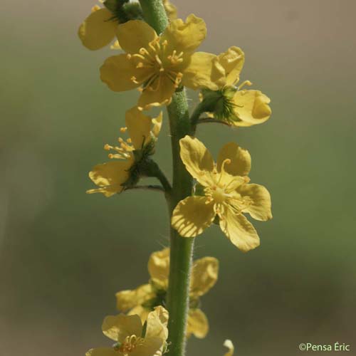 Aigremoine Eupatoire - Agrimonia eupatoria subsp. grandis