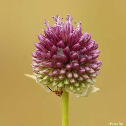 Ail à tête ronde - Allium sphaerocephalon subsp. sphaerocephalon