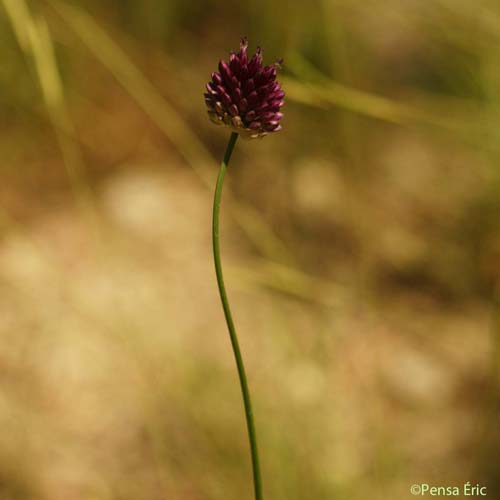 Ail à tête ronde - Allium sphaerocephalon subsp. sphaerocephalon