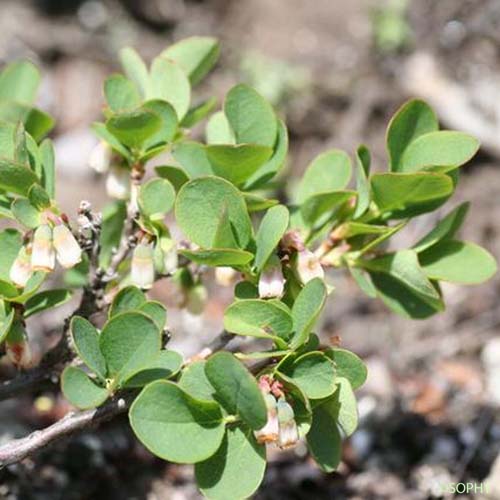 Airelle à petites feuilles - Vaccinium uliginosum subsp. microphyllum