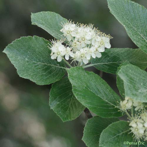 Alisier blanc - Sorbus aria