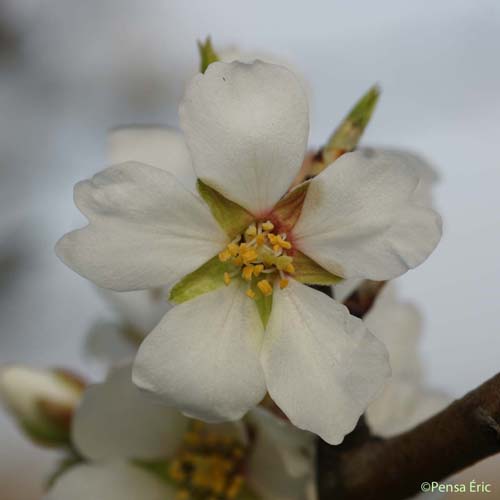 Amandier - Prunus dulcis