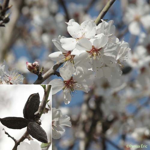 Amandier - Prunus dulcis