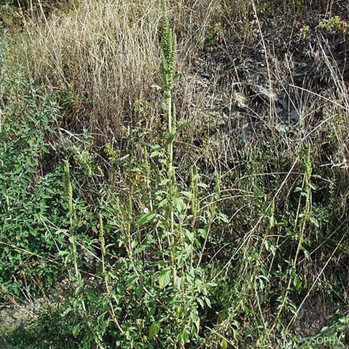 Amarante réfléchie - Amaranthus retroflexus