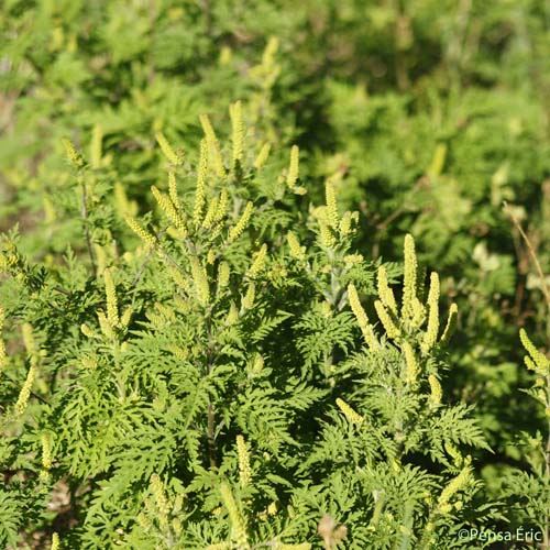 Ambroisie à feuilles d'armoise - Ambrosia artemisiifolia