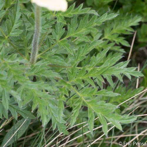Anémone soufrée - Anemone alpina subsp. apiifolia