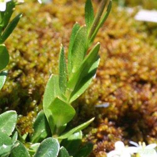Arabette à feuilles de Pâquerette - Arabis soyeri subsp. subcoriacea