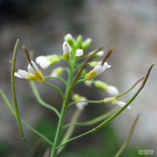 Arabette de Thalius - Arabidopsis thaliana