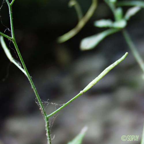 Arabette des sables - Arabidopsis arenosa subsp. arenosa