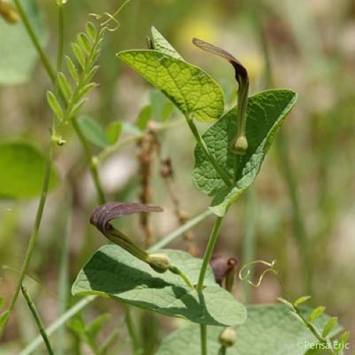 Aristoloche à feuilles rondes - Aristolochia rotunda subsp. rotunda