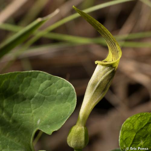 Aristoloche pâle - Aristolochia pallida subsp. pallida