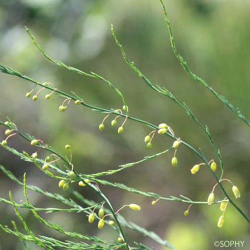 Asperge officinale - Asparagus officinalis subsp. officinalis