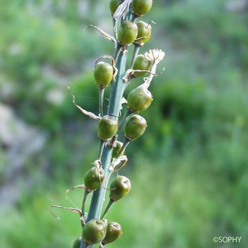Asphodèle à petits fruits - Asphodelus ramosus subsp. ramosus