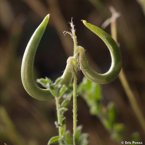 Astragale à hameçon - Astragalus hamosus