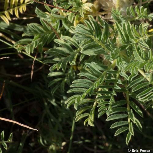 Astragale aristé - Astragalus sempervirens subsp. sempervirens