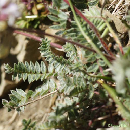 Astragale austral - Astragalus australis
