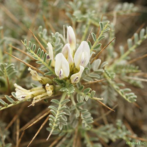 Astragale de Marseille - Astragalus tragacantha