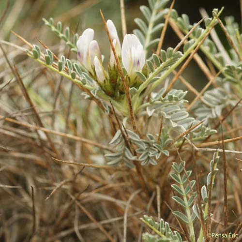 Astragale de Marseille - Astragalus tragacantha