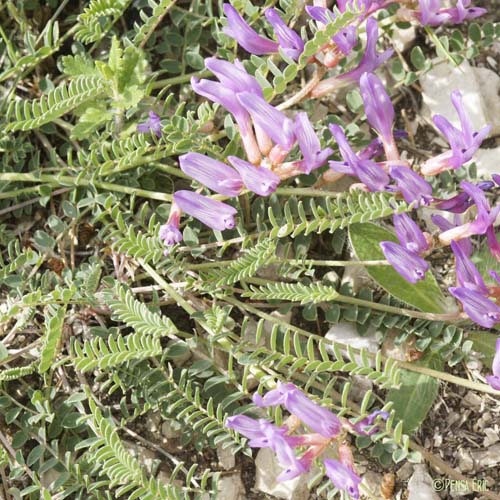 Astragale de Montpellier - Astragalus monspessulanus subsp. monspessulanus
