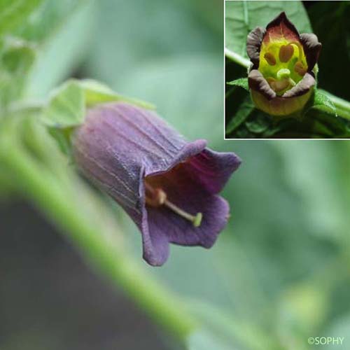Belladone - Atropa belladonna