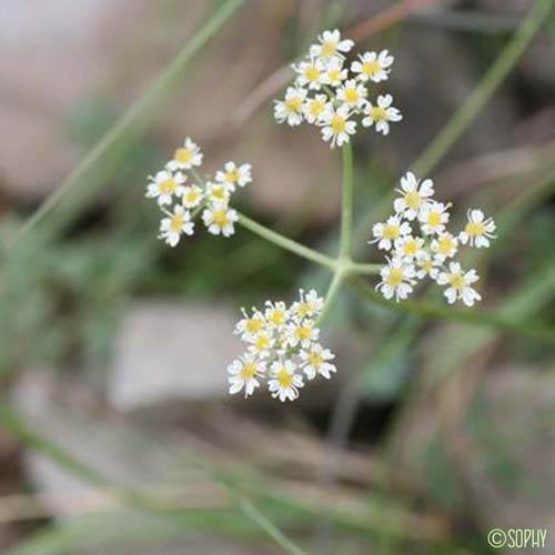 Berce naine - Heracleum pumilum
