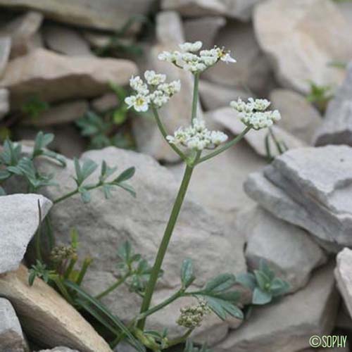 Berce naine - Heracleum pumilum