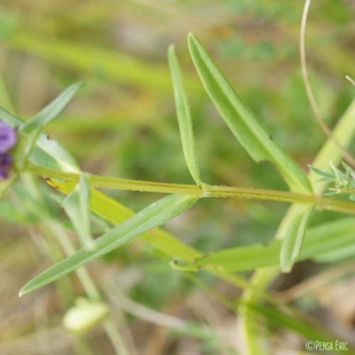 Brunelle à feuilles d'hysope - Prunella hyssopifolia