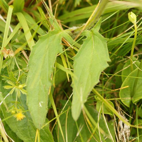 Brunelle à feuilles hastées - Prunella hastifolia