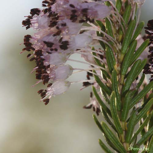 Bruyère à fleurs nombreuses - Erica multiflora