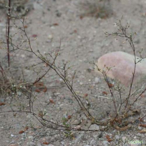Buffonie à feuilles étroites - Bufonia tenuifolia