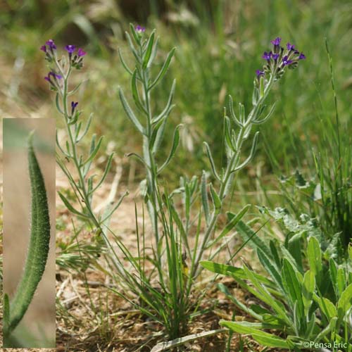 Buglosse officinale - Anchusa officinalis