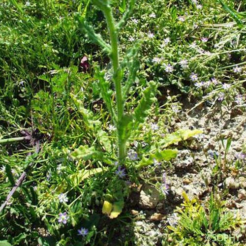 Buglosse ondulée - Anchusa undulata