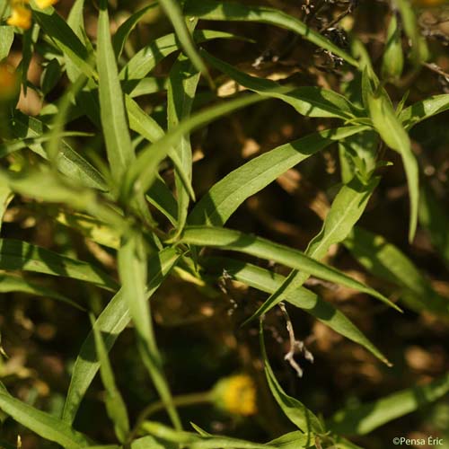 Buphtalme à feuilles de saule - Buphthalmum salicifolium