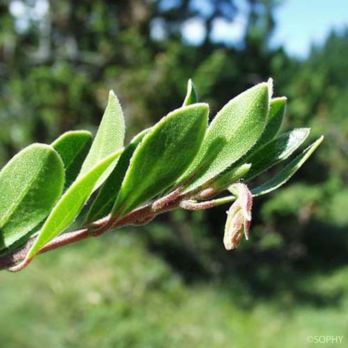 Busserole à feuilles épaisses - Arctostaphylos uva-ursi