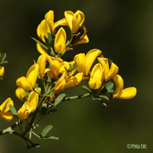 Calicotome épineux - Cytisus spinosus