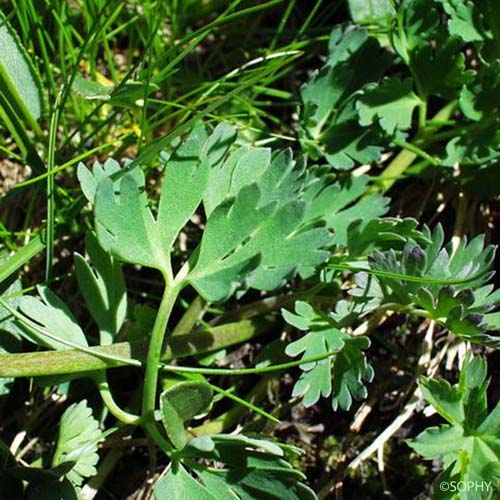 Callianthème à feuilles de Coriandre - Callianthemum coriandrifolium