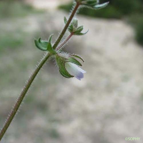 Campanule à petites fleurs - Campanula erinus