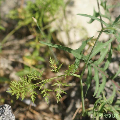 Caucalis à grandes fleurs - Orlaya grandiflora