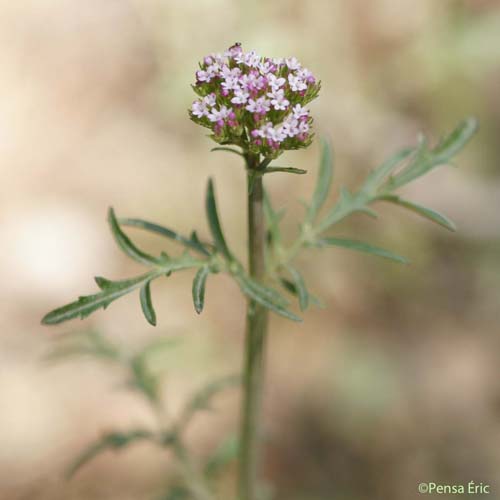 Centranthe chausse-trape - Centranthus calcitrapae