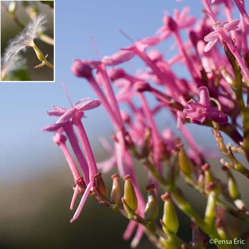 Centranthe rouge - Centranthus ruber subsp. ruber