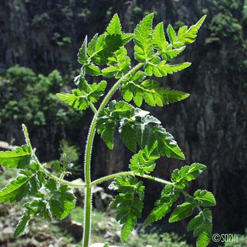Cerfeuil doré - Chaerophyllum aureum