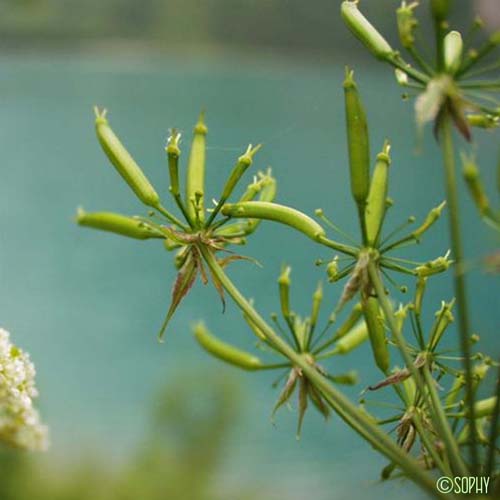 Cerfeuil enivrant - Chaerophyllum temulum